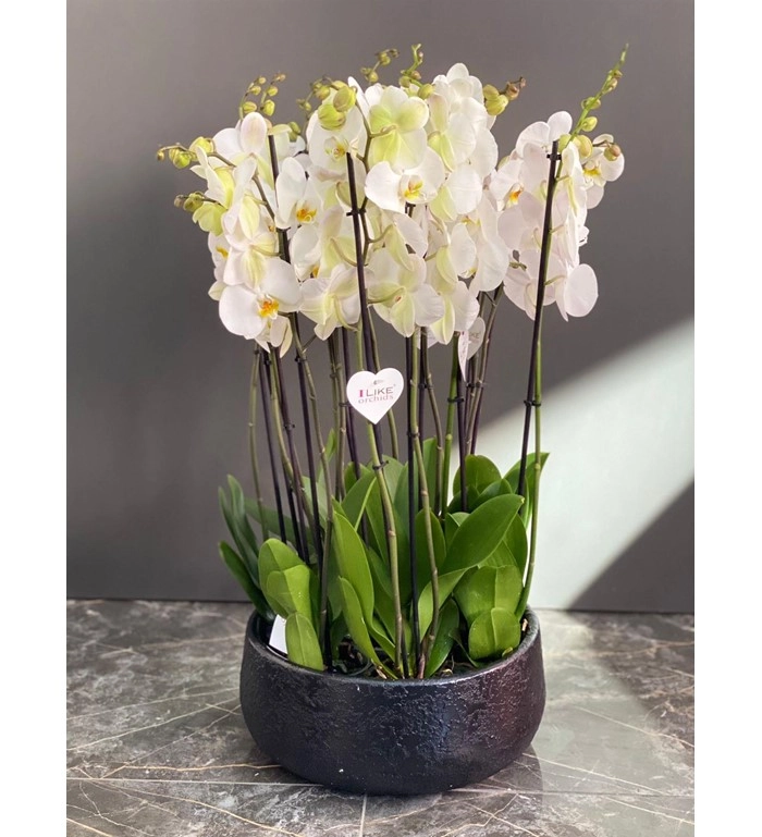 12 Dallı Beyaz Orkide Arajmanı