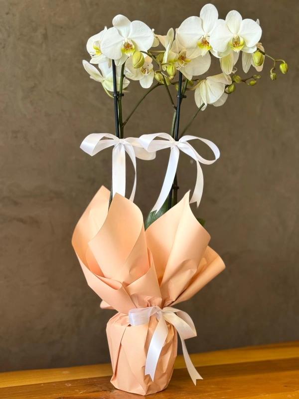 Çift Dallı Beyaz Orkide