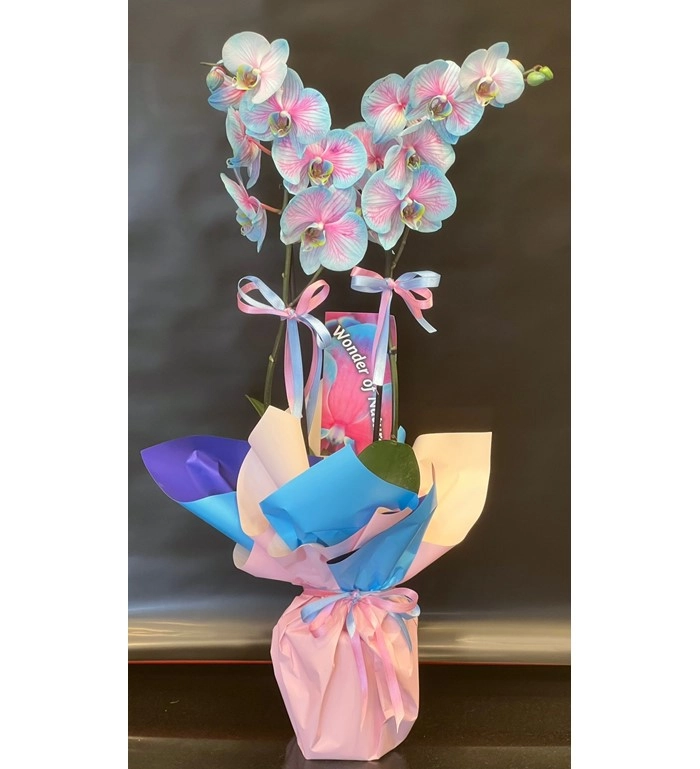 Pembe Ve Mavi Karışımı Orkide