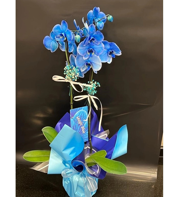 Premium Çift Dallı Mavi Orkide