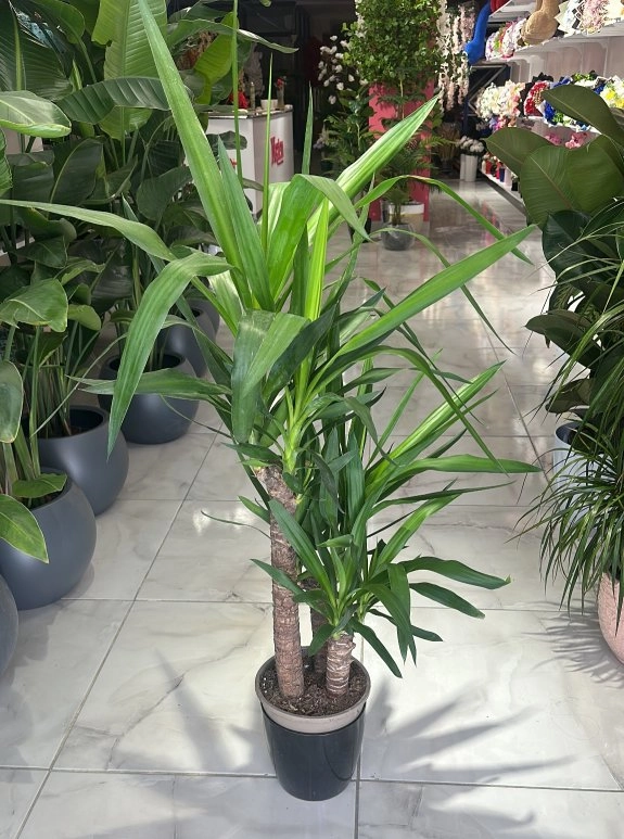 3'Lü Yucca Çiçeği
