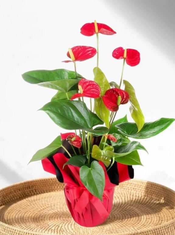 Antoryum (Flamingo Çiçeği)