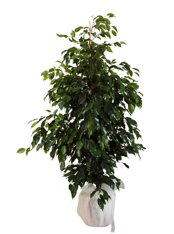Büyük Boy Ficus Benjamin