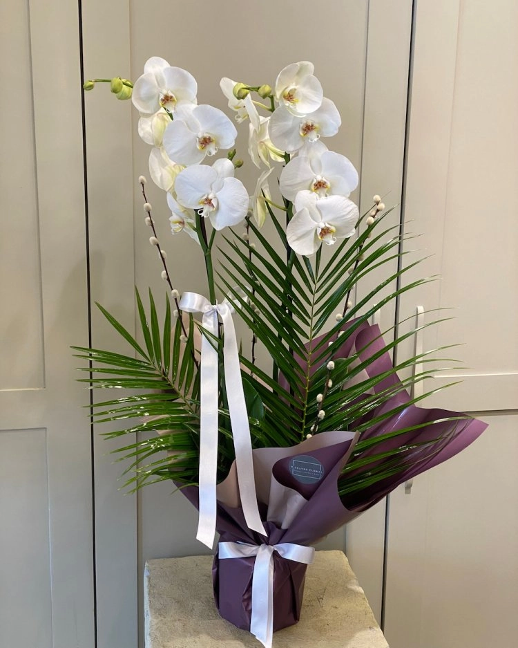 Premium Çift Dallı Beyaz Orkide