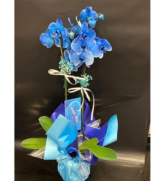 Premium Çift Dallı Mavi Orkide