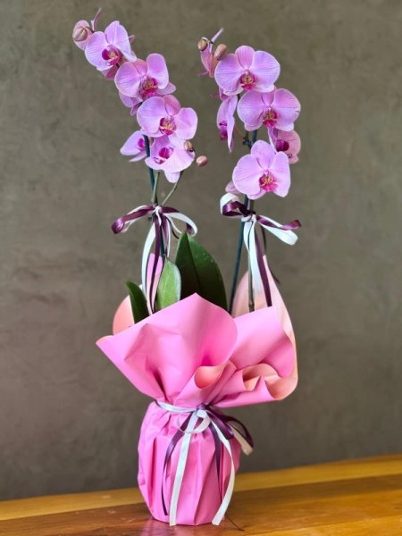 Premium Çift Dallı Pembe Orkide