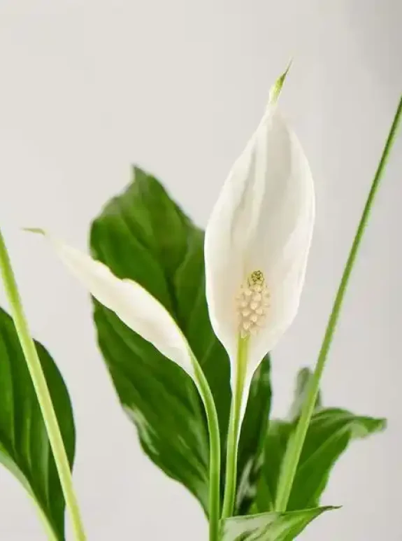 Saksı Spatifilyum (Barış Çiçeği)