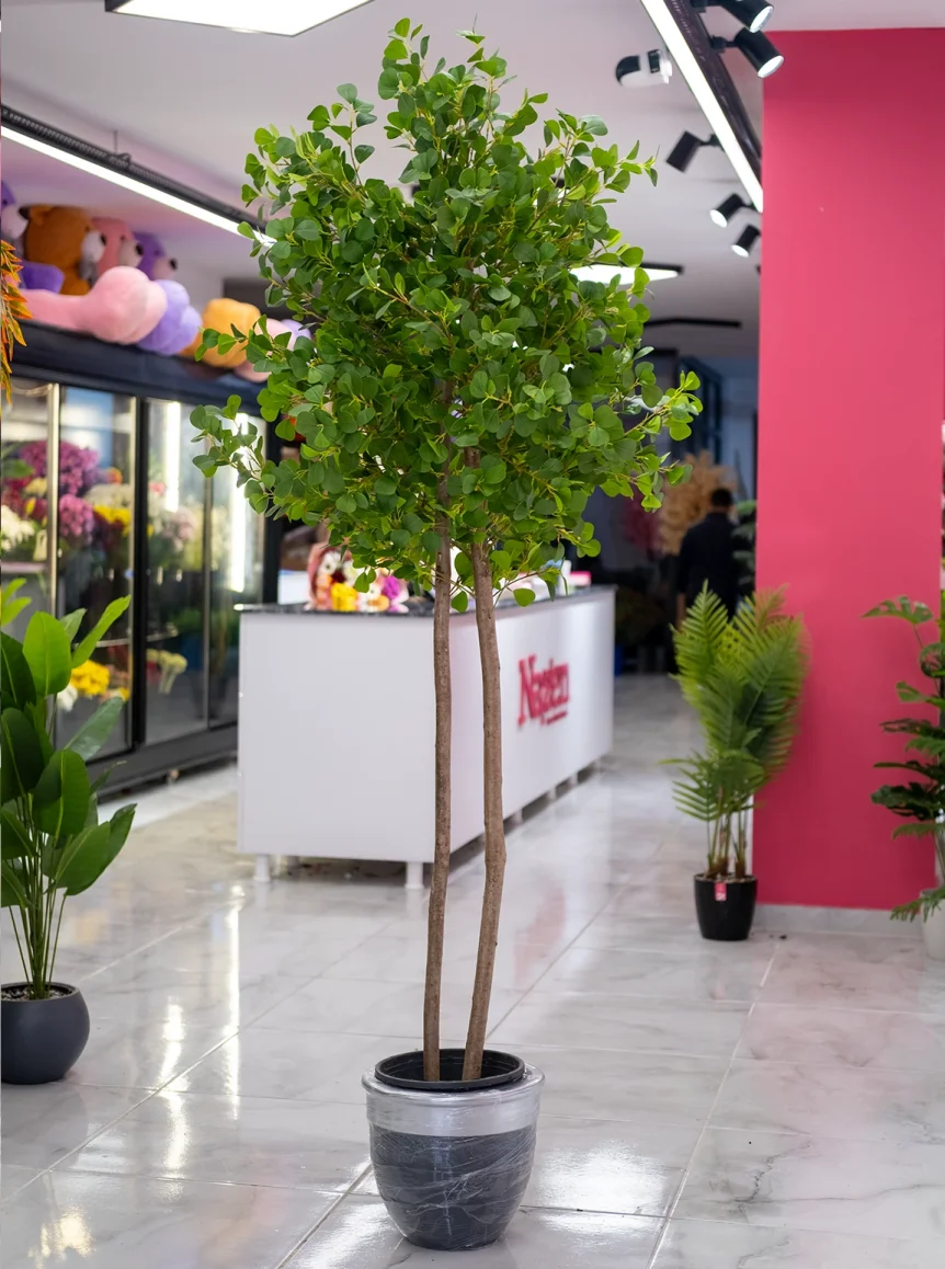 Saksıda 2 Gövdeli Şeflera Ağaç  180 Cm 