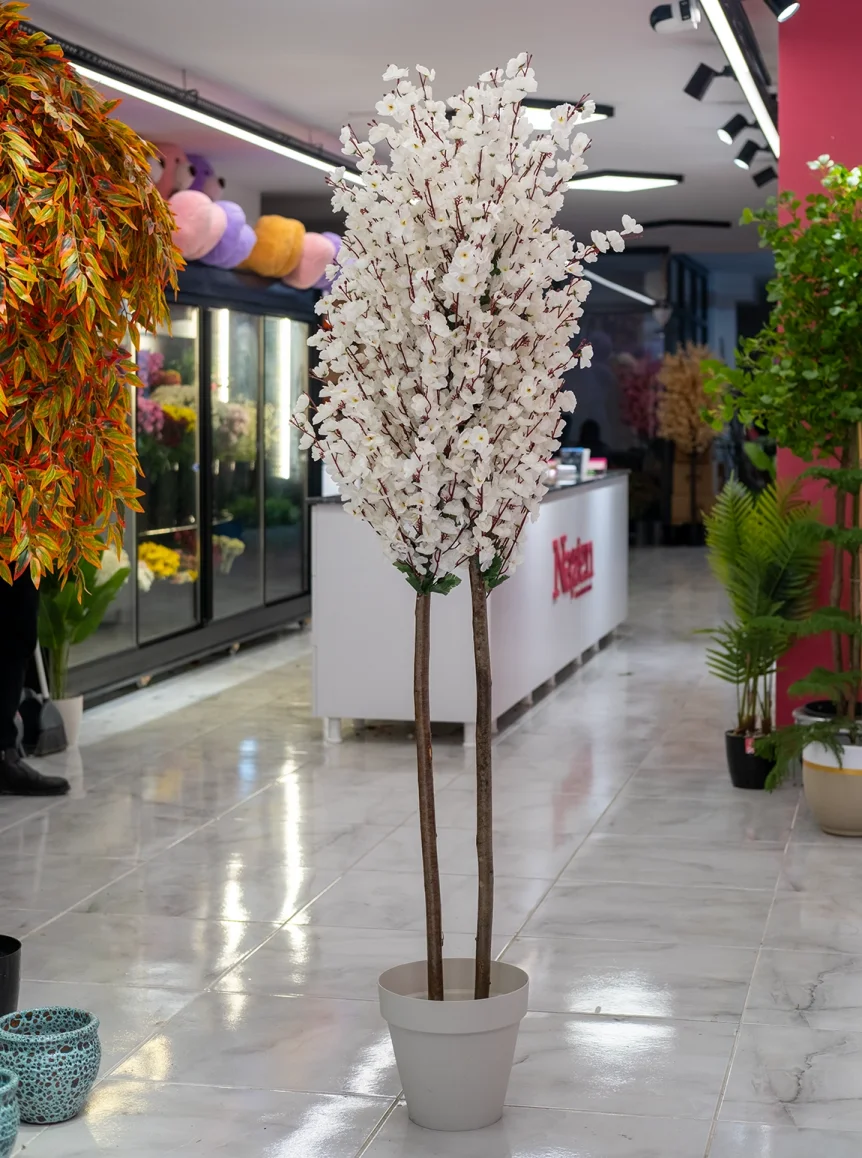 Saksıda Yapay 2 Gövdeli Bahar Dalı Ağacı 180 Cm Beyaz